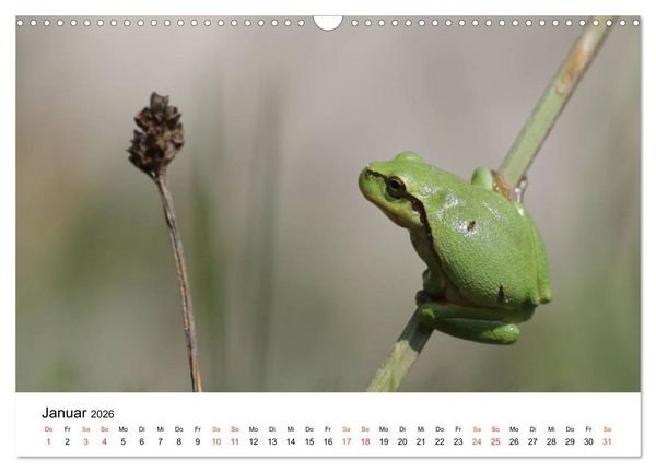 Produktbild: Besucher im Garten - Laubfr&ouml;sche (Wandkalender 2026 DIN A3 quer), CALVENDO Monatskalender