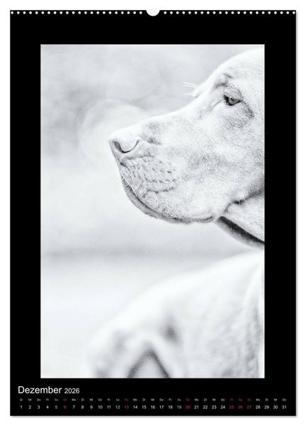 Produktbild: Vizsla-Liebe (Wandkalender 2026 DIN A2 hoch), CALVENDO Monatskalender