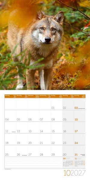 Produktbild: W&ouml;lfe Kalender 2027 - 30x30 - Art12