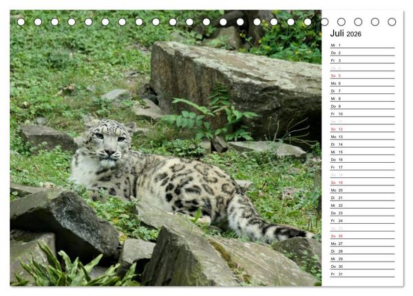 Produktbild: Der Schneeleopard (Tischkalender 2026 DIN A5 quer), CALVENDO Monatskalender