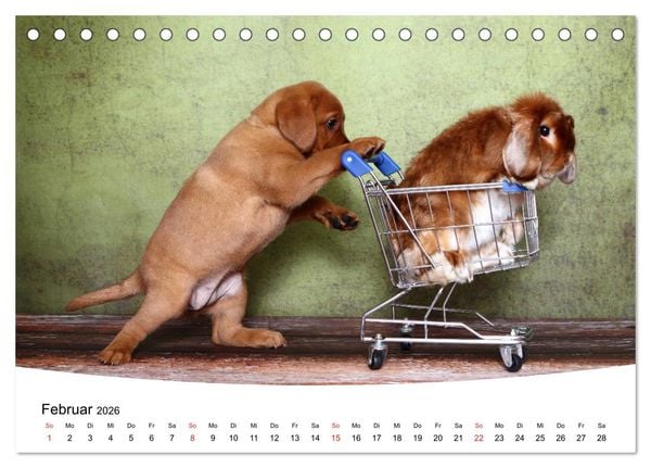 Produktbild: Labrador Welpen - Labrador Puppies (Tischkalender 2026 DIN A5 quer), CALVENDO Monatskalender