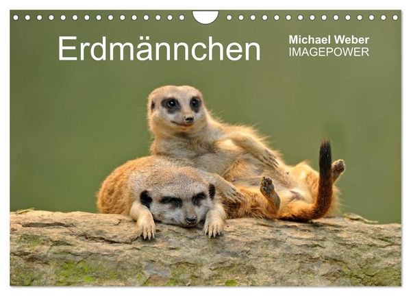 Produktbild: Erdm&auml;nnchen - Tierkinder (Wandkalender 2026 DIN A4 quer), CALVENDO Monatskalender