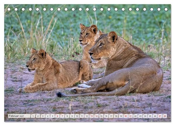 Produktbild: Afrikas Tierwelt - L&ouml;wen (Tischkalender 2027 DIN A5 quer), CALVENDO Monatskalender