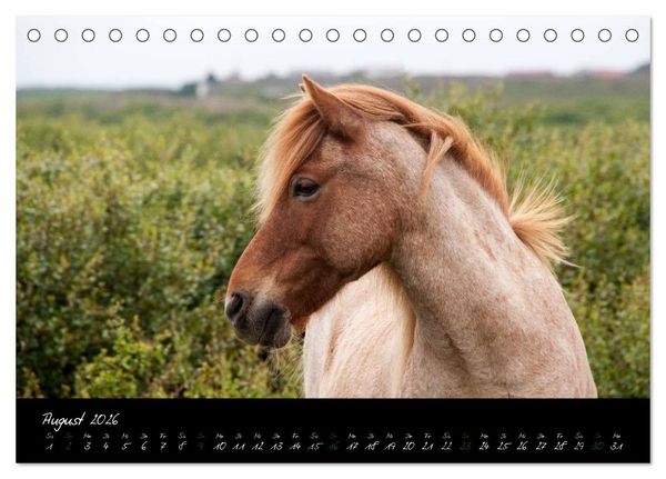 Produktbild: Charakterk&ouml;pfe Islandpferde (Tischkalender 2026 DIN A5 quer), CALVENDO Monatskalender