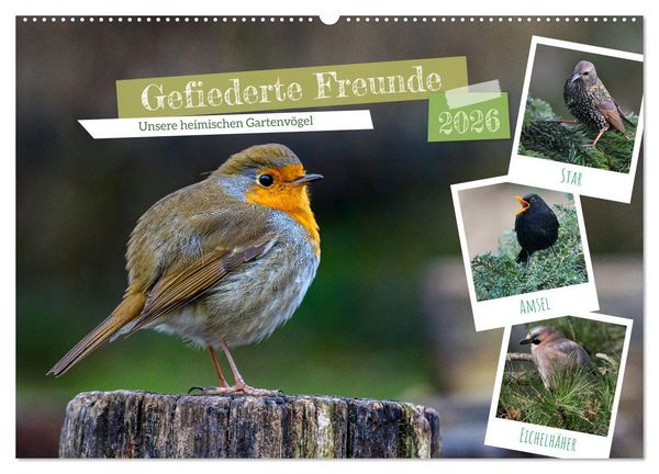 Produktbild: Gefiederte Freunde - Unsere heimischen Gartenv&ouml;gel (Wandkalender 2026 DIN A2 quer), CALVENDO Monatskalender