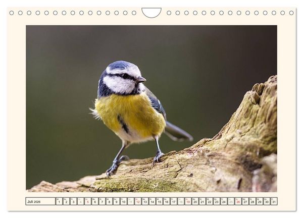 Produktbild: Gefiederte Sch&ouml;nheiten - Die Blaumeise (Wandkalender 2026 DIN A4 quer), CALVENDO Monatskalender