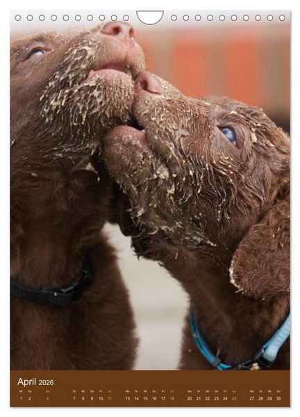Produktbild: Chesapeake Bay Retriever 2026 (Wandkalender 2026 DIN A4 hoch), CALVENDO Monatskalender