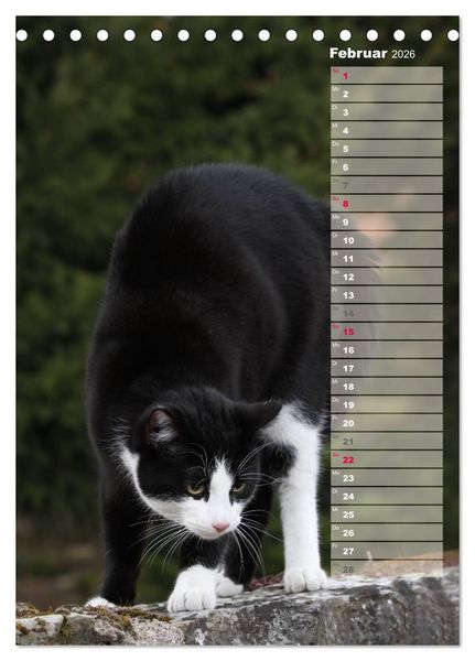 Produktbild: Hauskatzen (Tischkalender 2026 DIN A5 hoch), CALVENDO Monatskalender