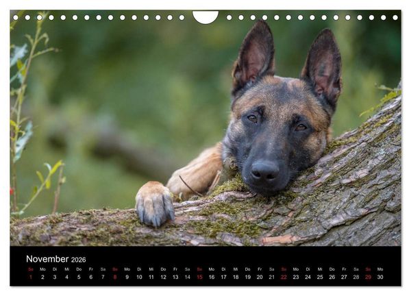 Produktbild: Belgischer Sch&auml;ferhund - Der Malinois (Wandkalender 2026 DIN A4 quer), CALVENDO Monatskalender