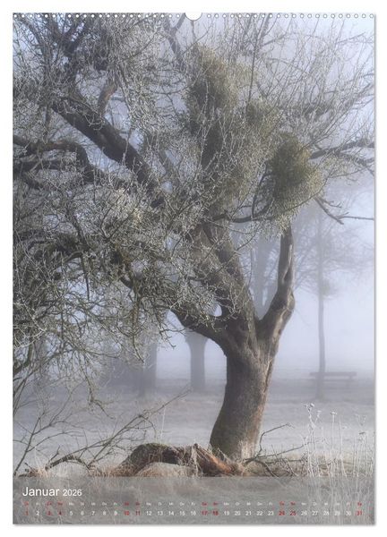 Produktbild: Klimaretter Baum (Wandkalender 2026 DIN A2 hoch), CALVENDO Monatskalender