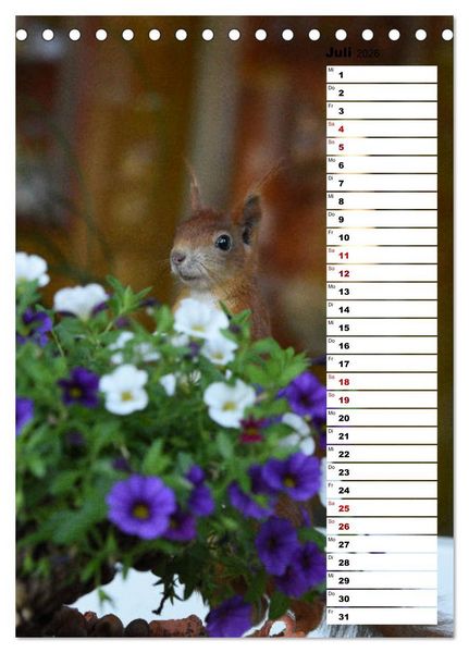 Produktbild: Eichh&ouml;rnchen - kleine Tiere, gro&szlig;e Liebe (Tischkalender 2026 DIN A5 hoch), CALVENDO Monatskalender
