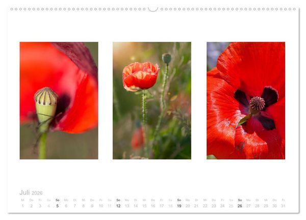 Produktbild: Blumen Trilogien (hochwertiger Premium Wandkalender 2026 DIN A2 quer), Kunstdruck in Hochglanz