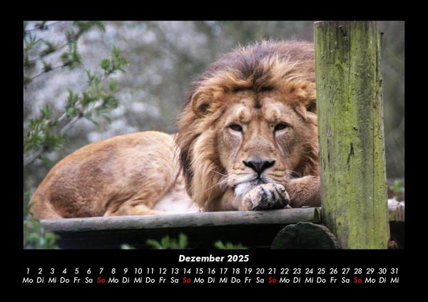 Produktbild: L&ouml;wen in der Wildnis 2025 Fotokalender DIN A3