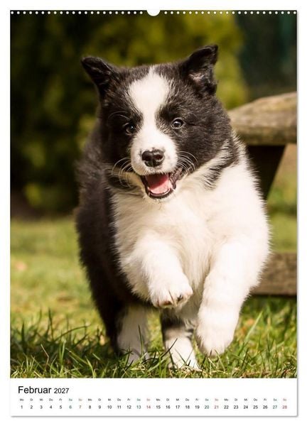 Produktbild: Border Collie Zuckerschnuten (hochwertiger Premium Wandkalender 2027 DIN A2 hoch), Kunstdruck in Hochglanz