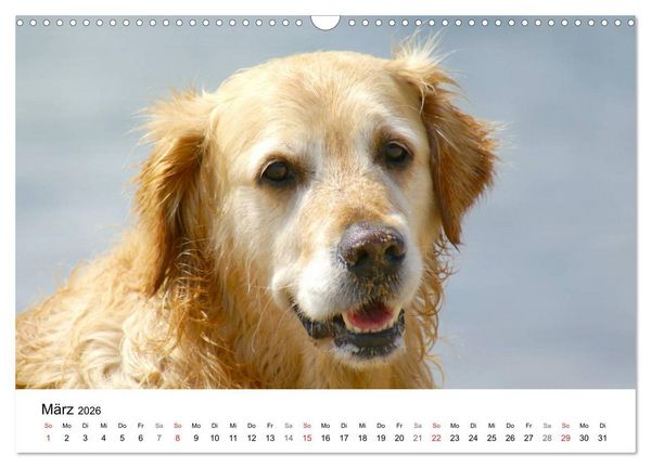 Produktbild: Golden Retriever Power (Wandkalender 2026 DIN A3 quer), CALVENDO Monatskalender