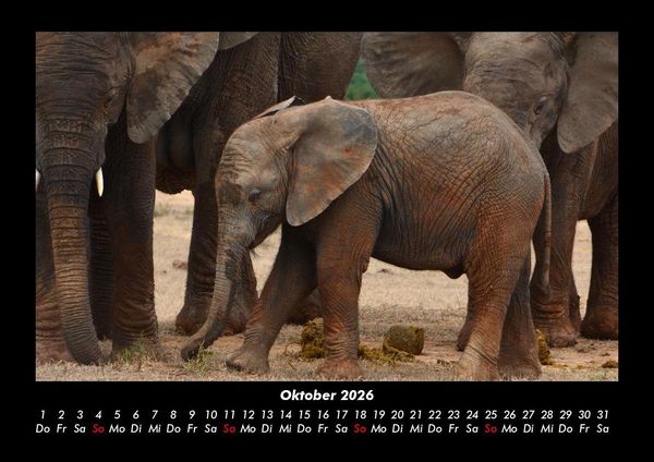 Produktbild: Der Tierkalender 2026 Fotokalender DIN A3