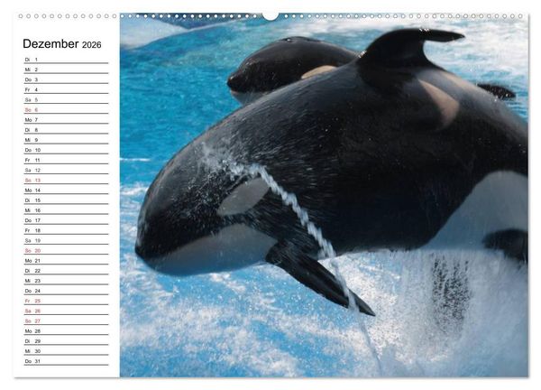 Produktbild: Wale. Kolosse der Meere (hochwertiger Premium Wandkalender 2026 DIN A2 quer), Kunstdruck in Hochglanz