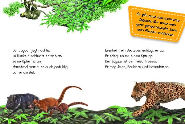 Produktbild: Bunter Regenwald