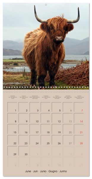 Produktbild: Highland Cows (Wall Calendar 2026 12 &times; 12 Inch) CALVENDO 12 Month Wall Calendar