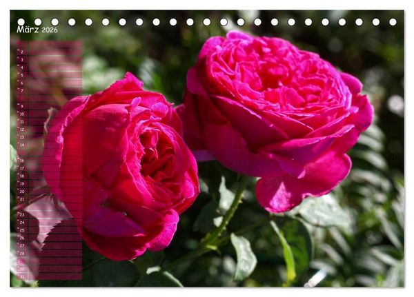 Produktbild: Lass Rosen sprechen (Tischkalender 2026 DIN A5 quer), CALVENDO Monatskalender