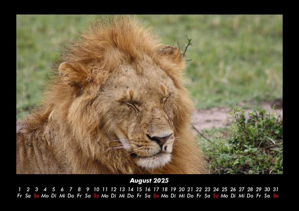 Produktbild: L&ouml;wen in der Wildnis 2025 Fotokalender DIN A3