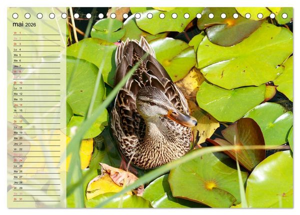 Produktbild: La vie paisible des canards (Calendrier de bureau 2026 DIN A5 vertical), CALVENDO calendrier mensuel