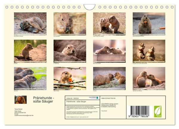 Produktbild: Pr&auml;riehunde - s&uuml;&szlig;e S&auml;uger (Wandkalender 2026 DIN A4 quer), CALVENDO Monatskalender