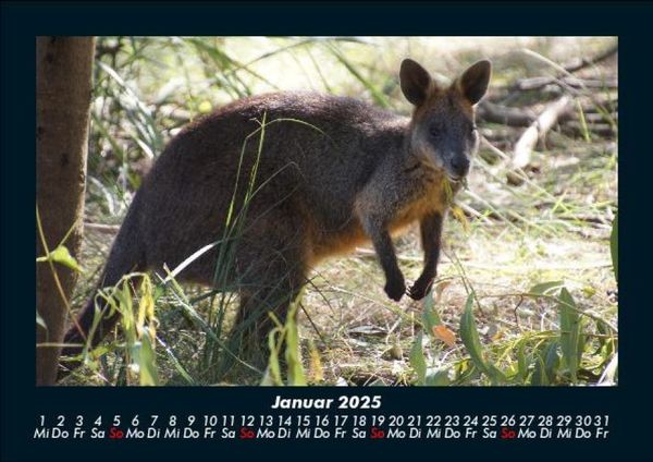 Produktbild: Tierkalender 2025 Fotokalender DIN A5