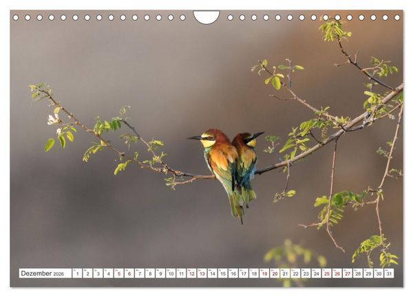 Produktbild: Bunte Flieger (Wandkalender 2026 DIN A4 quer), CALVENDO Monatskalender