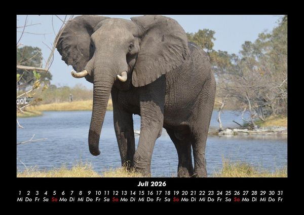 Produktbild: Der Elefantenkalender 2026 Fotokalender DIN A3