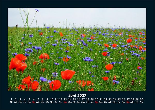 Produktbild: Blumenkalender 2027 Fotokalender DIN A4