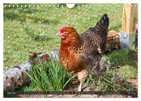 Produktbild: H&uuml;hner im eigenen Garten (Wandkalender 2026 DIN A4 quer), CALVENDO Monatskalender