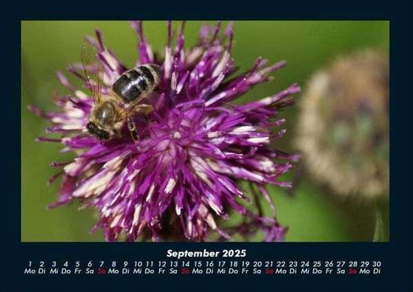 Produktbild: Bienen 2025 Fotokalender DIN A4