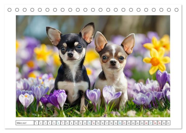 Produktbild: Chihuahua Gl&uuml;cksmomente (Tischkalender 2027 DIN A5 quer), CALVENDO Monatskalender