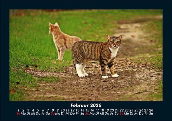 Produktbild: F&uuml;r Katzenfreunde 2026 Fotokalender DIN A5