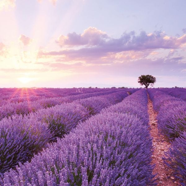 Produktbild: Blumen / Flowers 2027