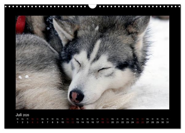 Produktbild: Huskys im Schnee (Wandkalender 2026 DIN A3 quer), CALVENDO Monatskalender