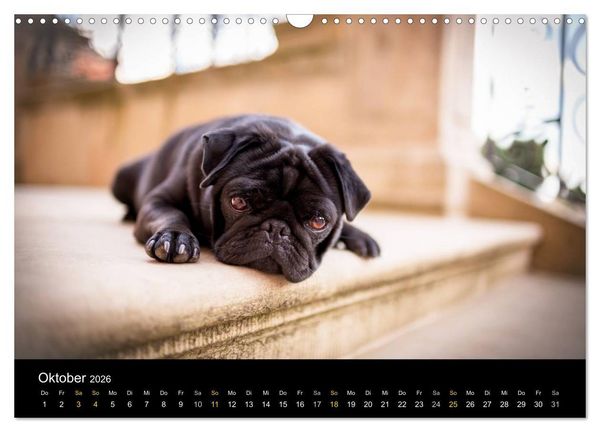 Produktbild: Diesel, der schwarze Mops (Wandkalender 2026 DIN A3 quer), CALVENDO Monatskalender