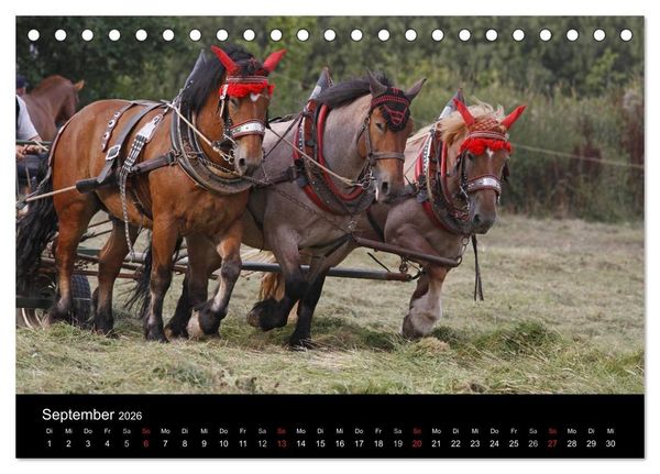 Produktbild: Starke Pferde bei der Arbeit (Tischkalender 2026 DIN A5 quer), CALVENDO Monatskalender