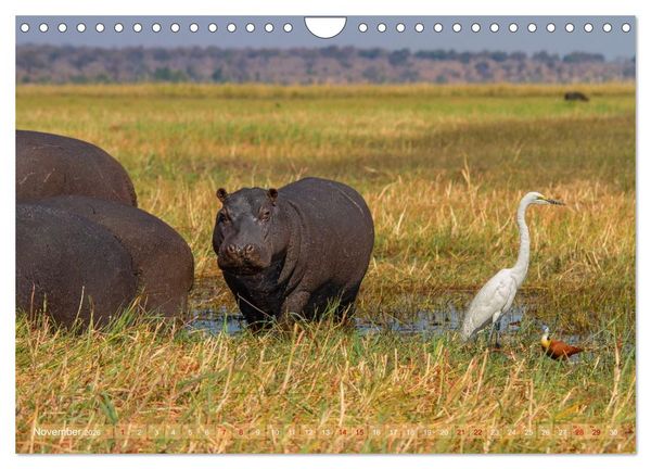 Produktbild: Hippos - Gef&auml;hrliche Giganten (Wandkalender 2026 DIN A4 quer), CALVENDO Monatskalender