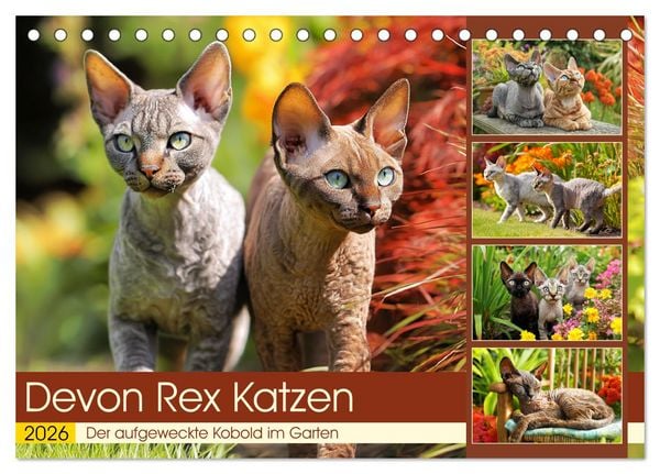 Produktbild: Devon Rex Katzen. Der aufgeweckte Kobold im Garten (Tischkalender 2026 DIN A5 quer), CALVENDO Monatskalender