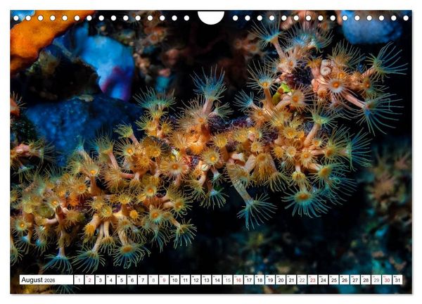 Produktbild: Tauchen im Mittelmeer (Wandkalender 2026 DIN A4 quer), CALVENDO Monatskalender