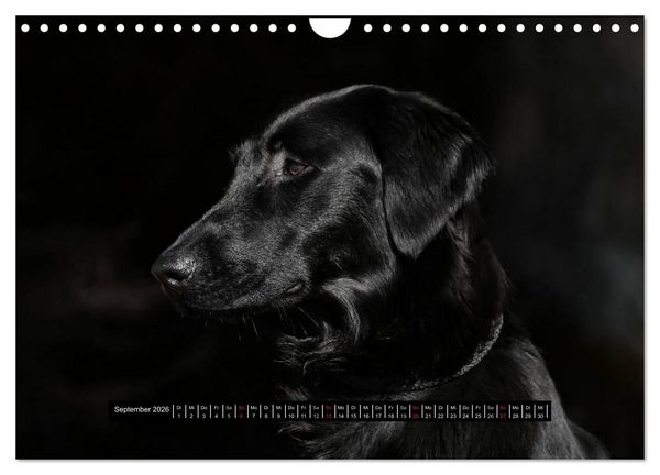 Produktbild: Flatcoated Retriever Black Edition (Wandkalender 2026 DIN A4 quer), CALVENDO Monatskalender