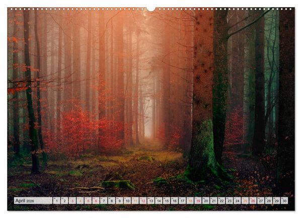 Produktbild: Wald - mystische Spazierg&auml;nge (Wandkalender 2026 DIN A2 quer), CALVENDO Monatskalender