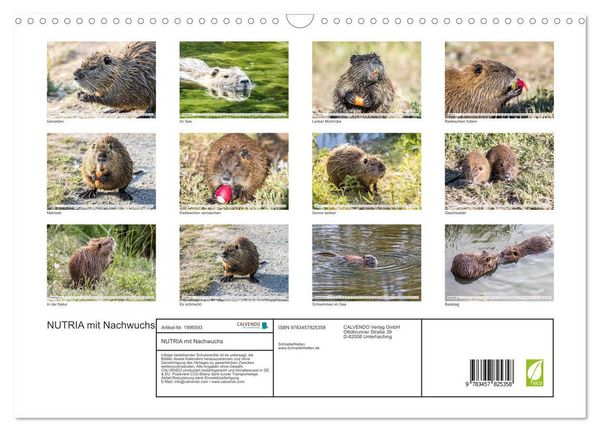 Produktbild: NUTRIA mit Nachwuchs (Wandkalender 2026 DIN A3 quer), CALVENDO Monatskalender