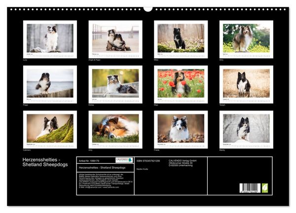 Produktbild: Herzensshelties - Shetland Sheepdogs (Wandkalender 2026 DIN A2 quer), CALVENDO Monatskalender