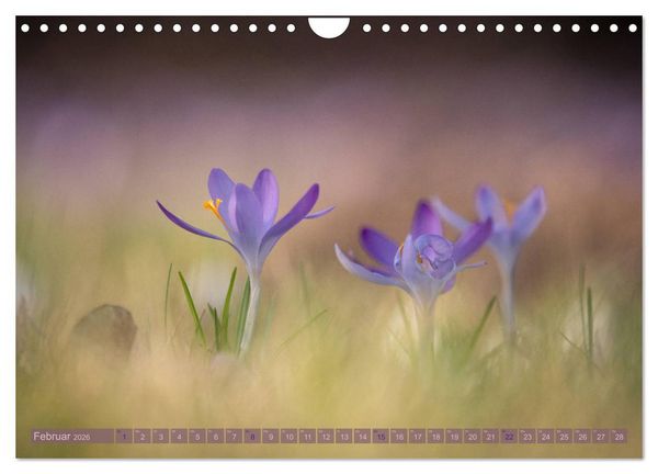 Produktbild: Natursch&ouml;nheiten - mit Bl&uuml;ten und Pflanzen durch das Jahr (Wandkalender 2026 DIN A4 quer), CALVENDO Monatskalender