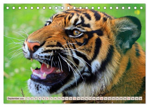 Produktbild: Tiger. Gestreift, wild u. sch&ouml;n (Tischkalender 2026 DIN A5 quer), CALVENDO Monatskalender