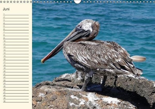 Produktbild: Gal&aacute;pagos Geburtstagskalender (Wandkalender immerw&auml;hrend DIN A3 quer)