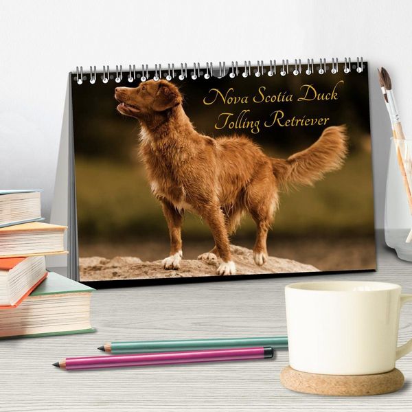 Produktbild: Nova Scotia Duck Tolling Retriever (Tischkalender 2027 DIN A5 quer), CALVENDO Monatskalender